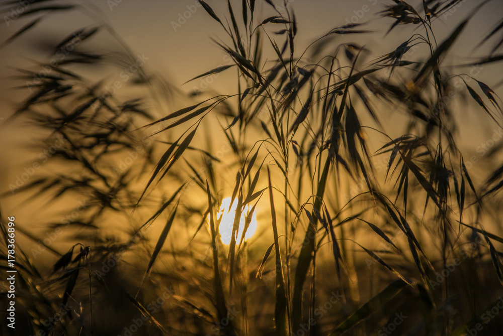 Plants in summer steppe in sunset, Kazakhstan Plants in summer steppe in sunset, Kazakhstan