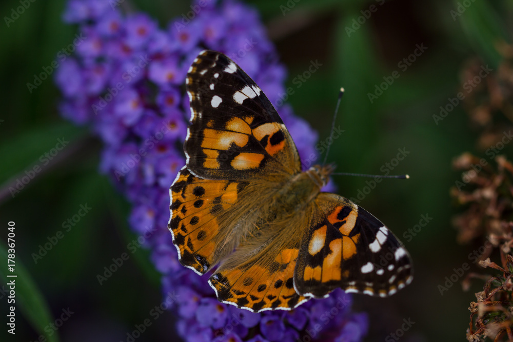 Butterfly Butterfly