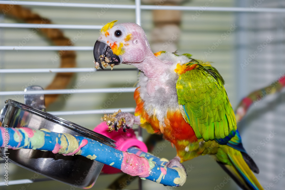 Wall Mural Jenday Conure with bald head showing details of anatomy normally not seen such as ear and skin