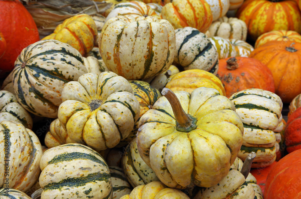 Pumpkins and holiday gourds displayed for autumn market Pumpkins and holiday gourds displayed for autumn market