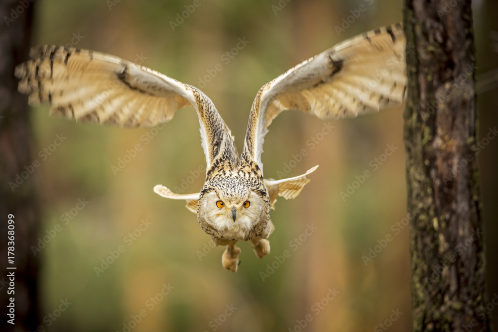 Fototapeta premium siberian eagle owl, bubo bubo sibiricus