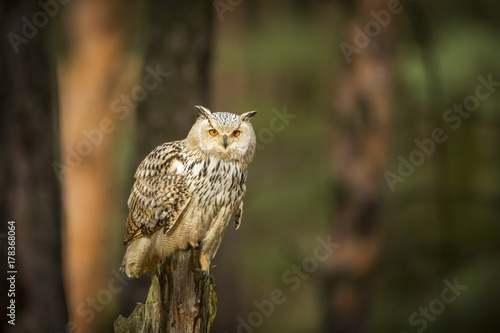 siberian eagle owl, bubo bubo sibiricus photo