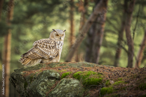 siberian eagle owl, bubo bubo sibiricus