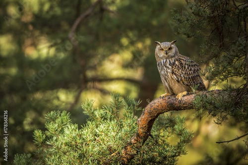siberian eagle owl, bubo bubo sibiricus photo