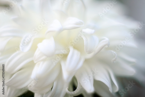 Fototapeta Naklejka Na Ścianę i Meble -  Floral background in white color. Photo blurry