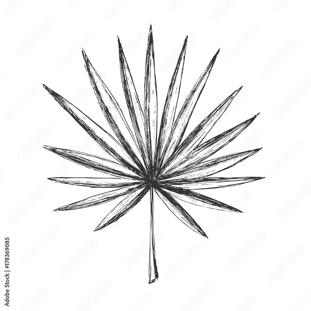 Fototapeta premium Tropical leaves.