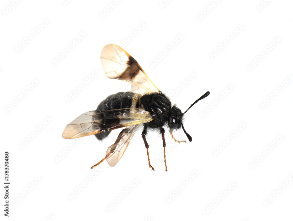 Fototapeta premium The honeysuckle sawfly Abia fasciata isolated on white background