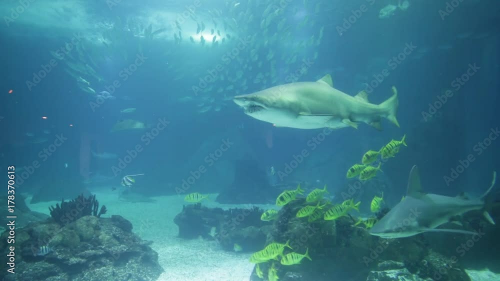 Underwater blue background. Group of various species of tropical fishes and big sharks in large sea water aquarium. Oceanarium and holidays and leisure concept. Underwater blue background. Group of various species of tropical fishes and big sharks in large sea water aquarium. Oceanarium and holidays and leisure concept.