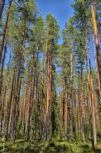 Pine forest in summer photo