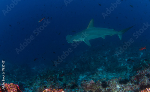 Hammerhead Shark