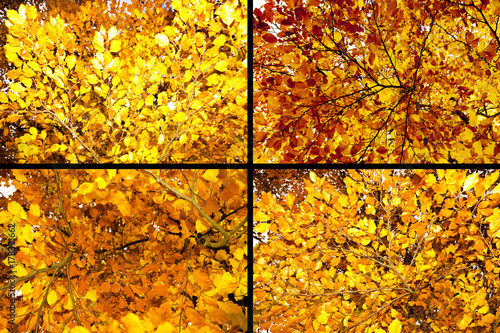 Buntes Herbstlaub