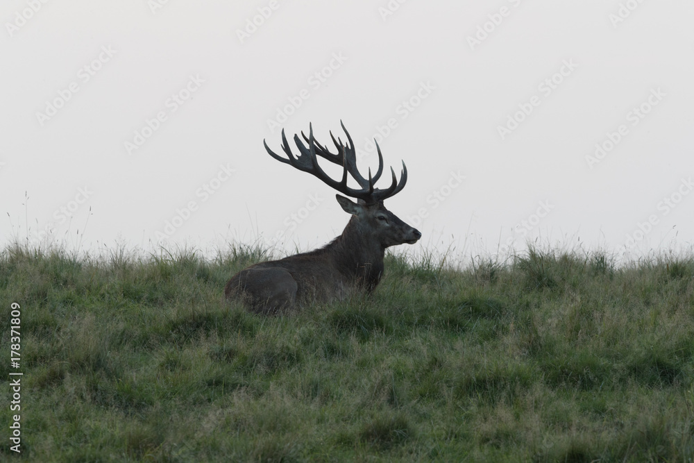 Obraz premium Red deer