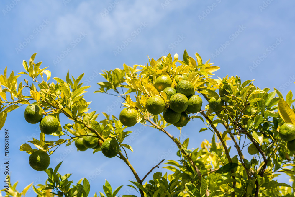 lemon tree with orange and ripe fruits