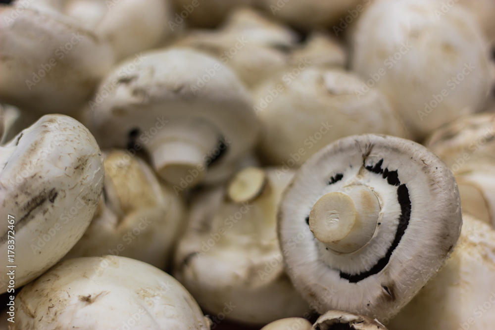 the most common white mushroom, mushroom, for background common white mushroom the most common white mushroom, mushroom, for background common white mushroom