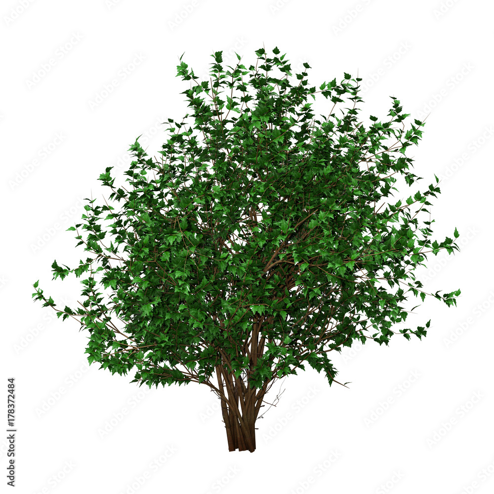 Obraz premium 3D Rendering Hibiscus Bush on White