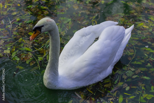 white swan on the water in the lake  the river a drop of water and water stains  with yellow leaves