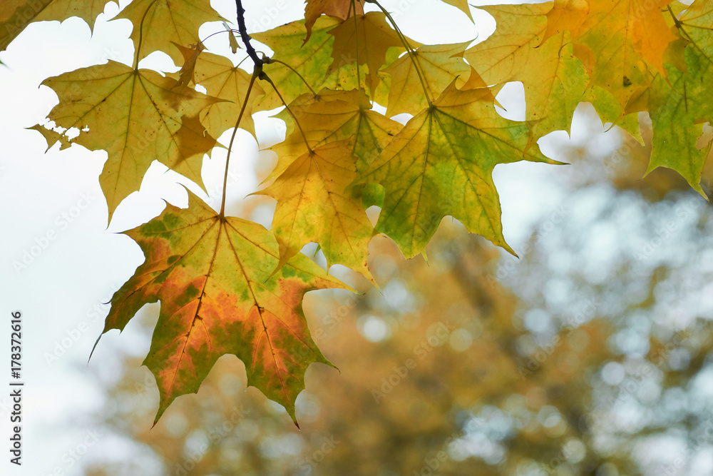 Fototapeta premium Yellow maple leaves in the fall on a blue sky background