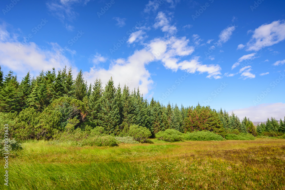 scenic view of beautiful green tree with blue sky, Iceland scenic view of beautiful green tree with blue sky, Iceland