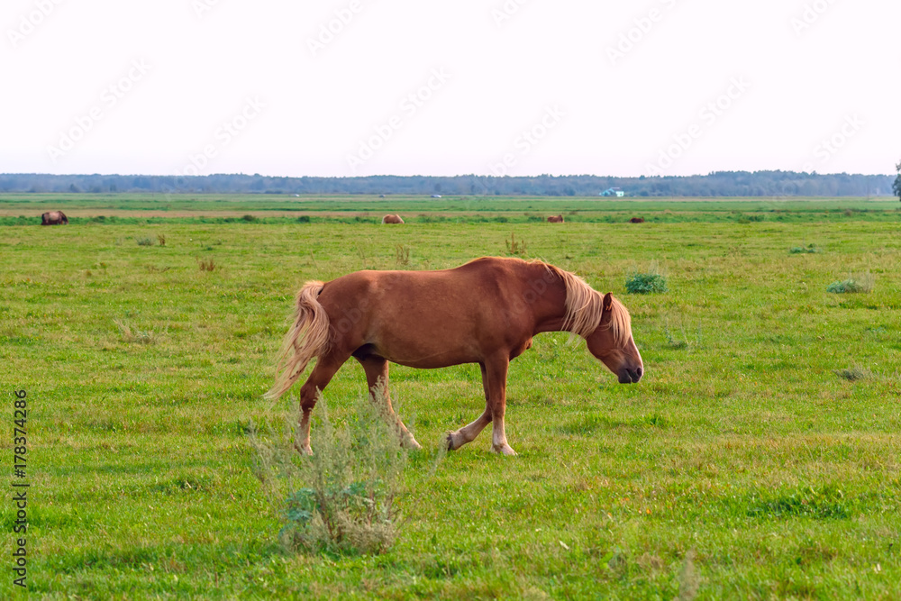 a lonely horse is grazing in a meadow 