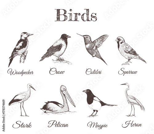 A collection of sketch drawings of birds. Illustrations for your design. variety of birds Magpie, Crow, Hummingbird, Pelican, Sparrow, Stork, Heron, Woodpecker.