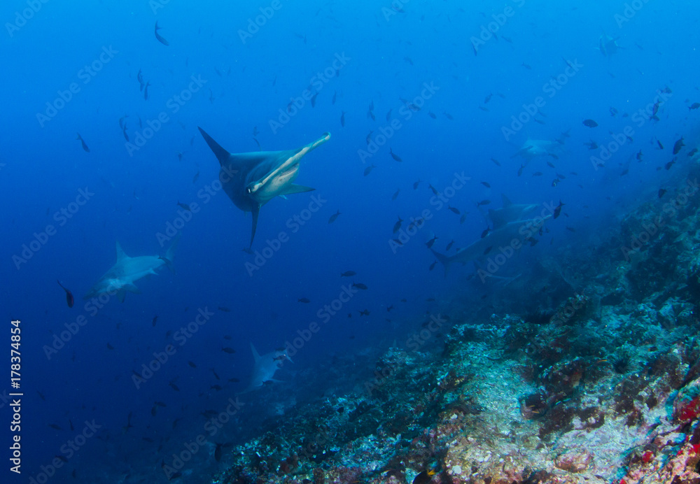 Hammerhead Shark Hammerhead Shark