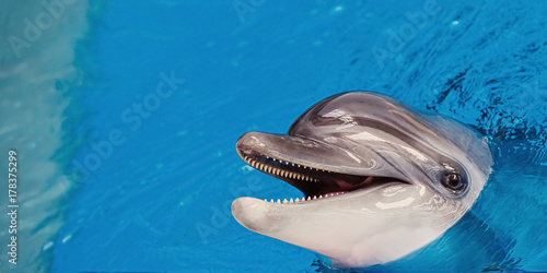 Photography Close up of an adult gray dolphin looking at the camera and smiling in the blue