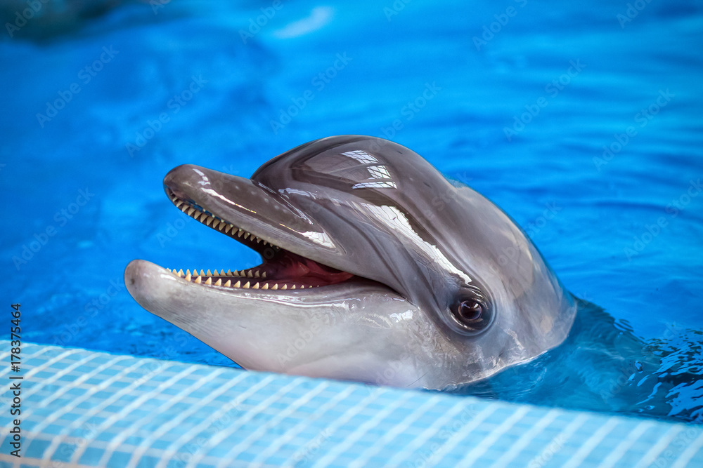 Obraz premium Close-up of an adult gray dolphin looking at the camera and smiling in a blue pool near the side