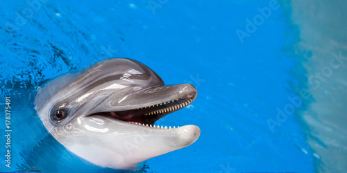 Canvas Print Close up of an adult gray dolphin looking at the camera and smiling in the blue