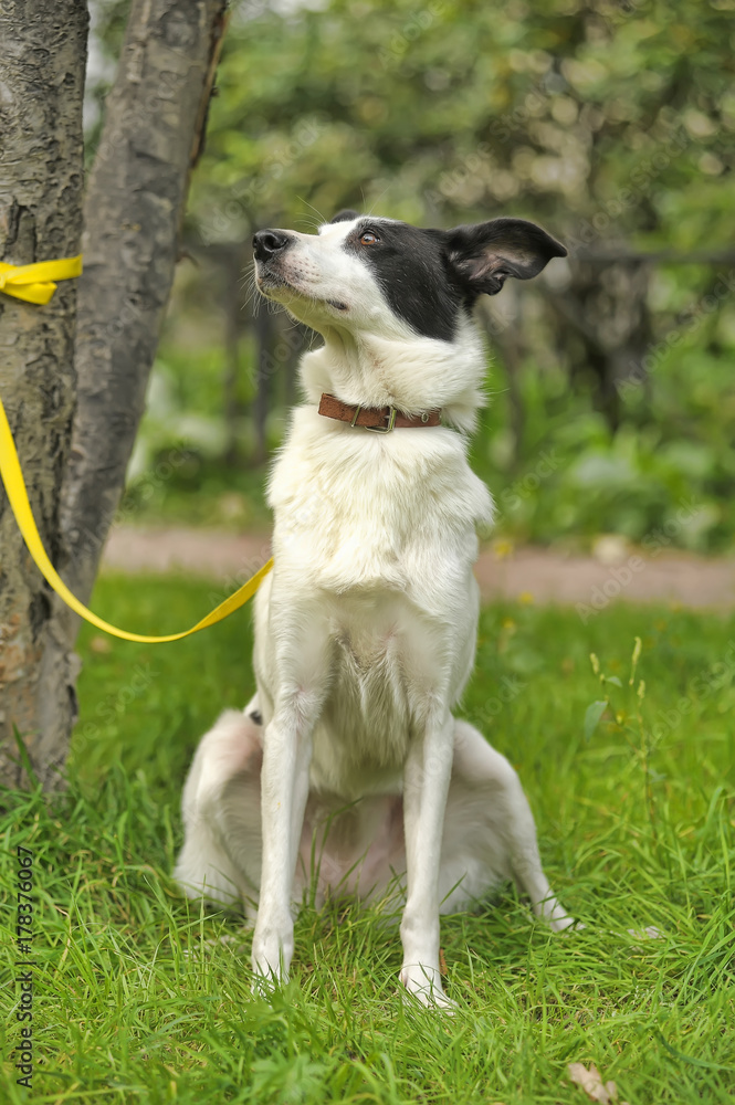 Why Is My White Dog Getting Black Spots