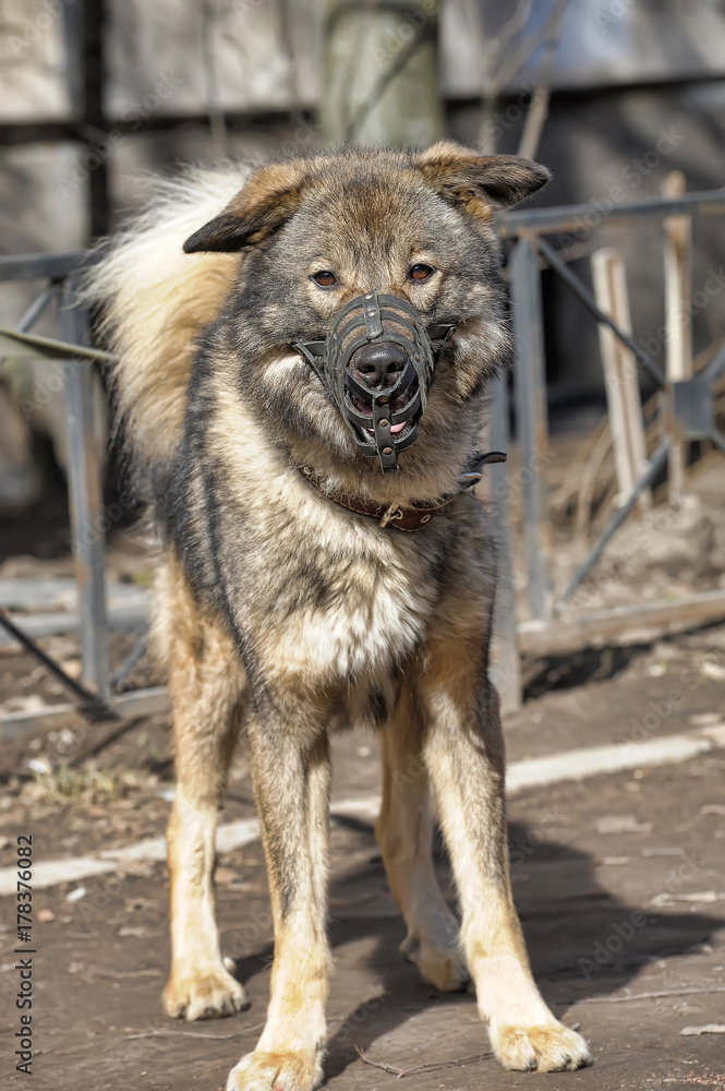 Mix-breed Caucasian shepherd dog in muzzle Stock Photo | Adobe Stock