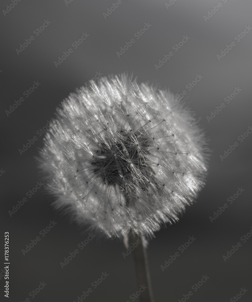 Dandelion Black And White