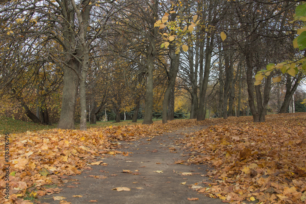 road in a park among trees in autumn