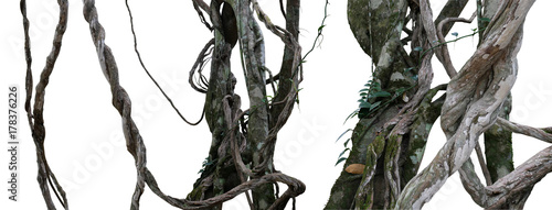 Twisted wild liana messy jungle vines plant with moss, lichen and wild climbing orchid leaves isolated on white background, clipping path included. Tropical rainforest, jungle background.