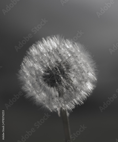 Wallpaper Mural Dandelion Black And White Torontodigital.ca