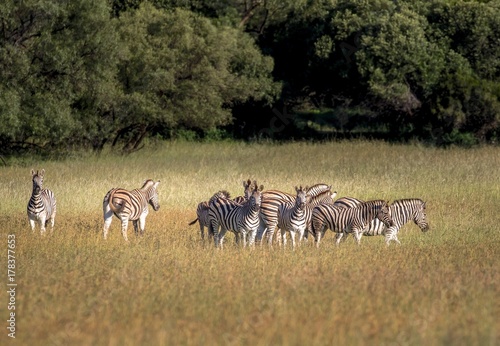 Canvas Print safari
