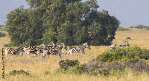 Canvas Print safari
