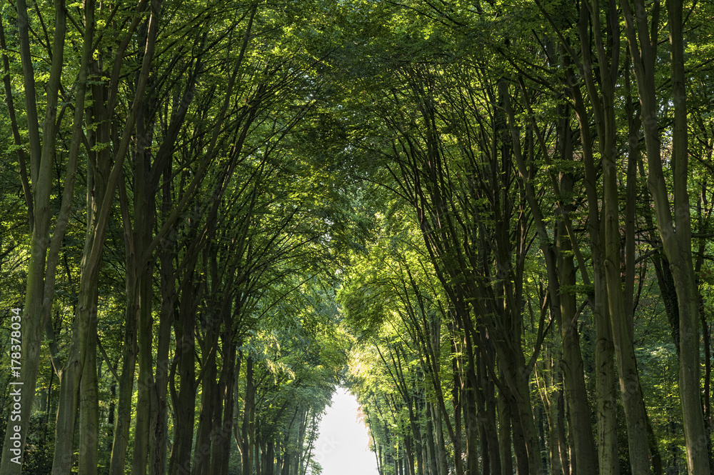 Obraz premium Park of the Baroque Augustusburg Castle is one of the first important creations of Rococo in Bruhl near Bonn, North Rhine Westphalia - Germany.