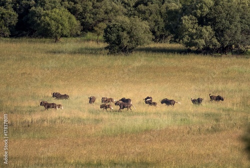 Photography safari