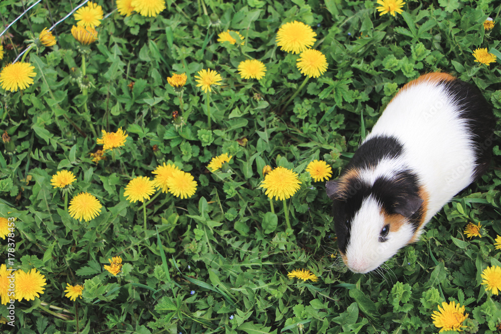 guinea pig in his cage on green grass guinea pig in his cage on green grass