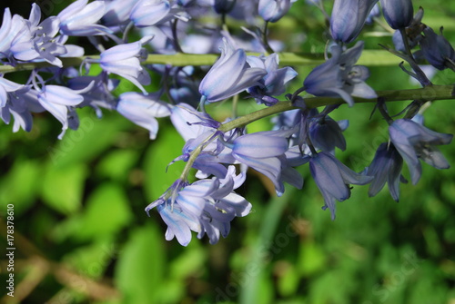 Hasenglöckchen (Hyacinthoides) - blaue Waldhyazinthe photo