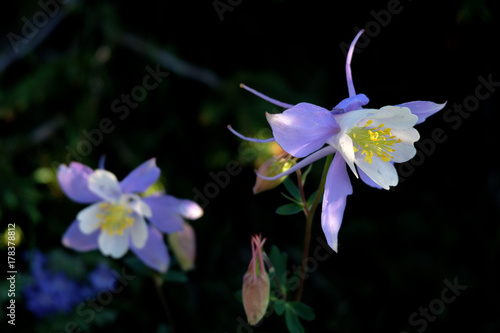 Colorado Blue Columbine