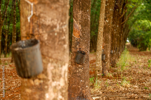 rubber tree cultive photo
