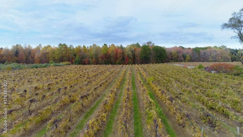 Aerial view above vineyard fiels, fall season