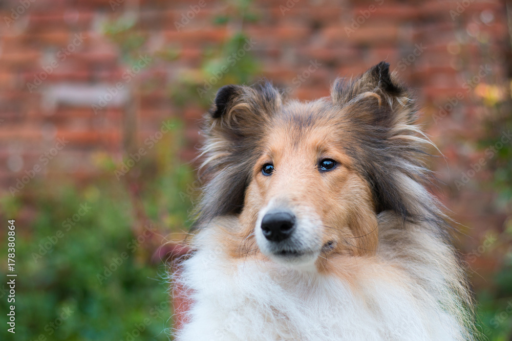 Beautiful rough collie portrait, long hair Beautiful rough collie portrait, long hair