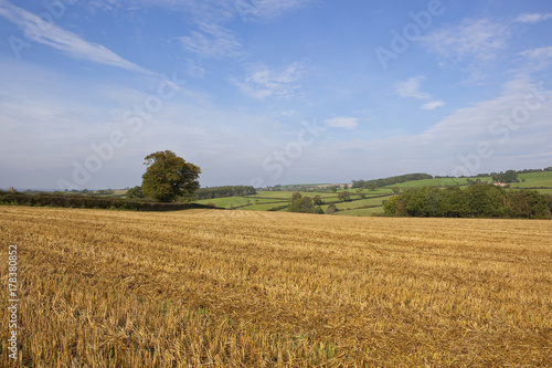 harvested field and meadows