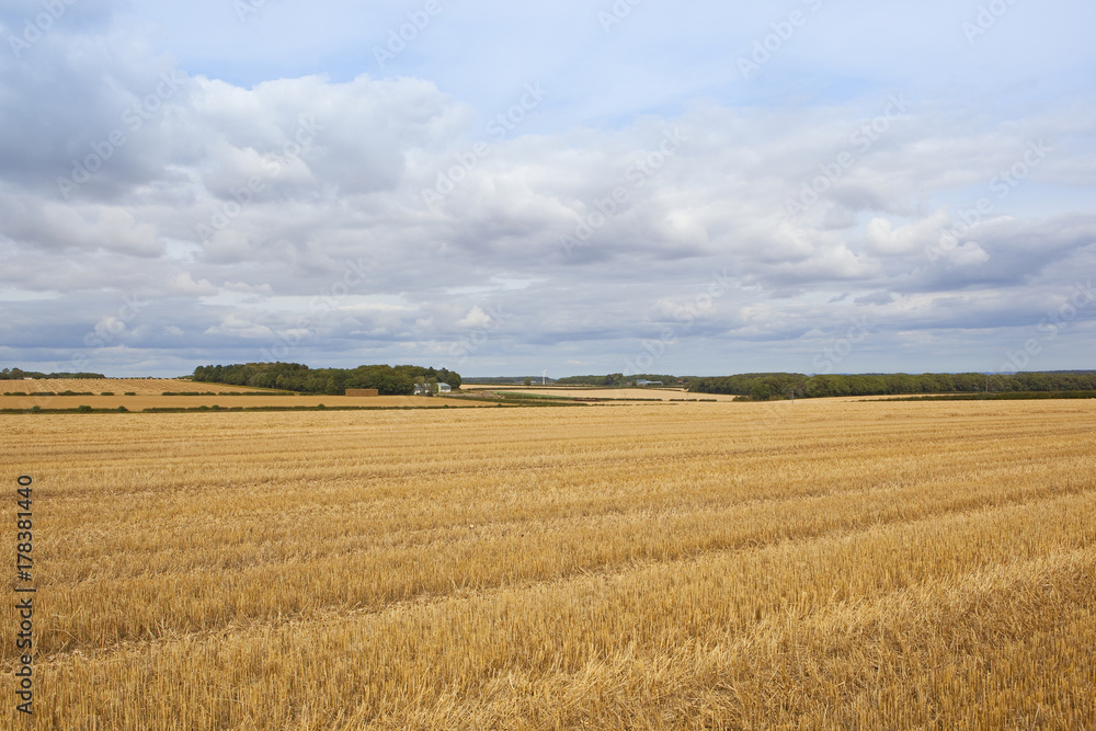 wheat stubble and farm