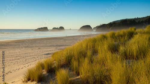 Sand dunes and grasses on a beach, Cannon Beach, Oregon