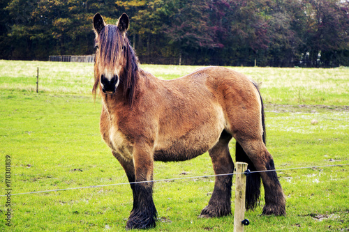 Jutland horse, Equus ferus caballus