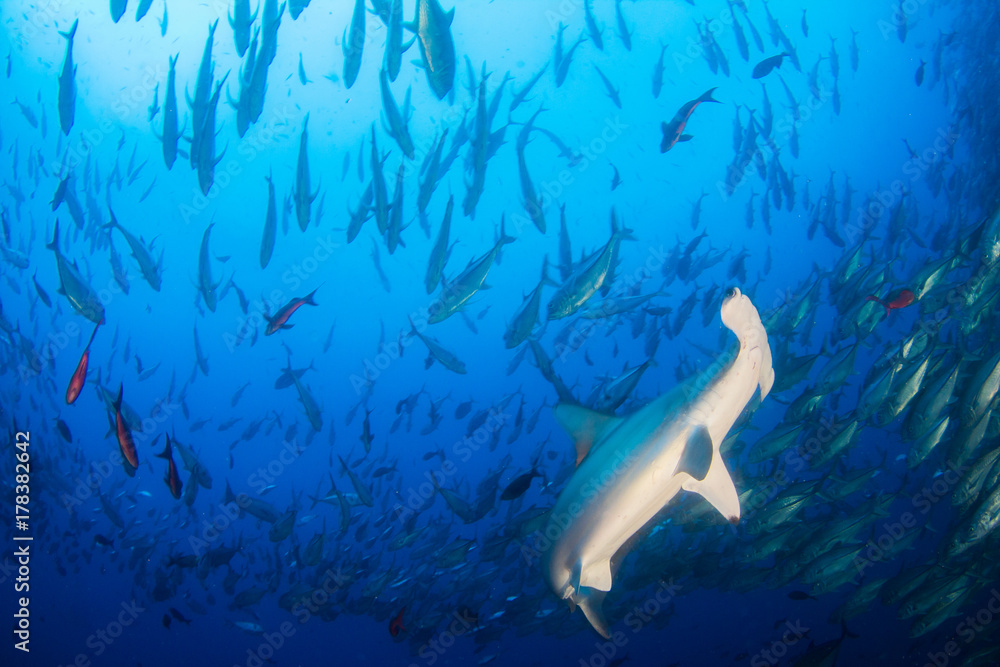 Fototapeta premium Hammerhead Shark