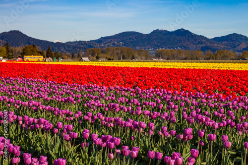 A field of colorful tulips in spring